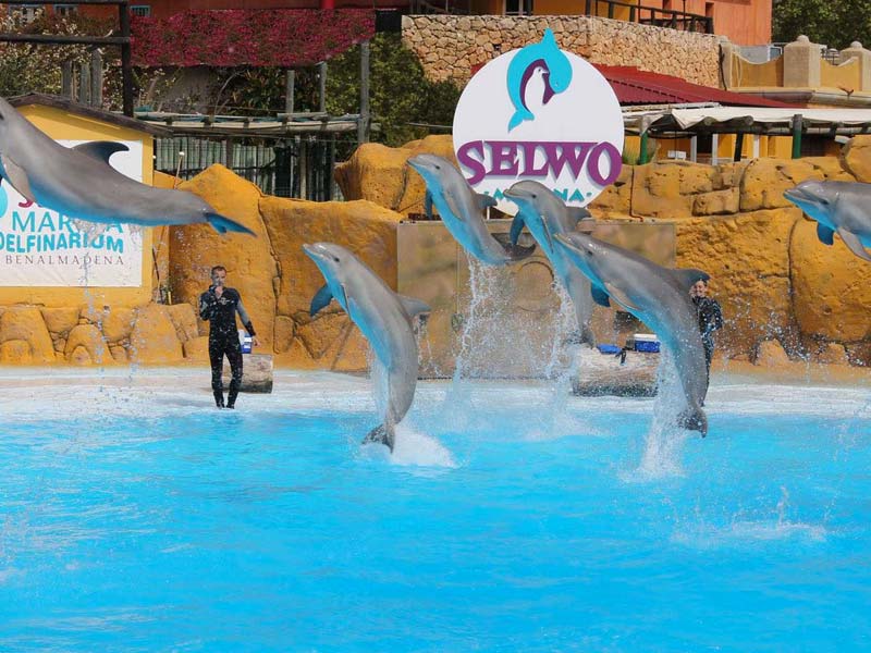 selwo marina dolphins