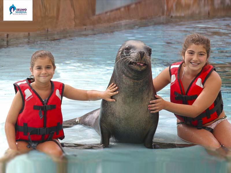 sea lion in benalmadena
