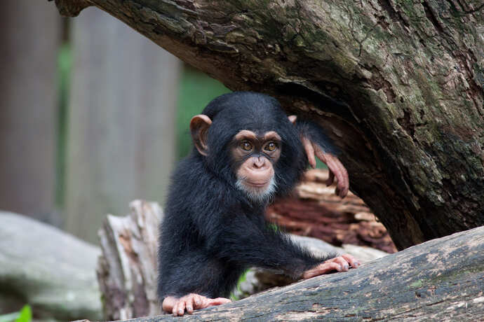 bioparc-fuengirola